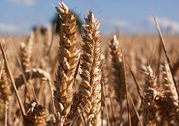 Новые удобрения и технологии для очистки и сушки зерна — что предлагают вузы для развития сельского хозяйства 