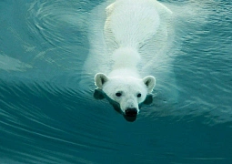 Российские белые медведи признаны наиболее экологически чистыми среди своих сородичей