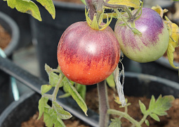 Яркий и полезный: ученые вывели новые сорта и гибриды томата, стойкие к болезням и богатые антиоксидантами