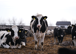 Новосибирские ученые внедряют IT-решения для молочной продуктивности коров  