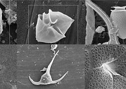 Ученые изучили микробный планктон в высокоарктических водах