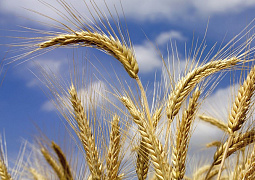 Красноярские ученые создают новые сорта зерновых и бобовых культур 