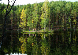 XX Международная конференция молодых ученых «Леса Евразии – Карельские леса»