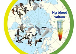 Ученые оценили риски воздействия ртути на арктических птиц