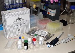В ИБХ РАН созданы тест-системы для обнаружения антител против COVID-19