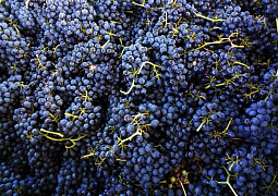 К виноделию с наукой: что в Крыму и на Кубани делают для создания новых и сохранения редких сортов винограда