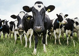 Кубанские ученые предложили методику обнаружения аллергенов в коровьем молоке