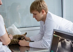 В России пройдет эксперимент по подготовке ветеринарных врачей по программам интернатуры