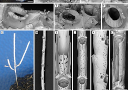 Реликтовый элемент древней фауны: ученые обнаружили новые виды мшанок на глубоководных ископаемых