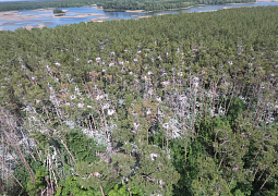 Ученые выяснили, что сосновый лес в Татарстане погибает из-за серых цапель 