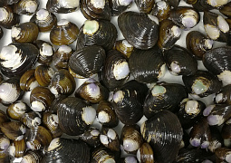 «Корзинки» с живностью: в раковинах моллюсков-корбикул обнаружили разнообразную фауну